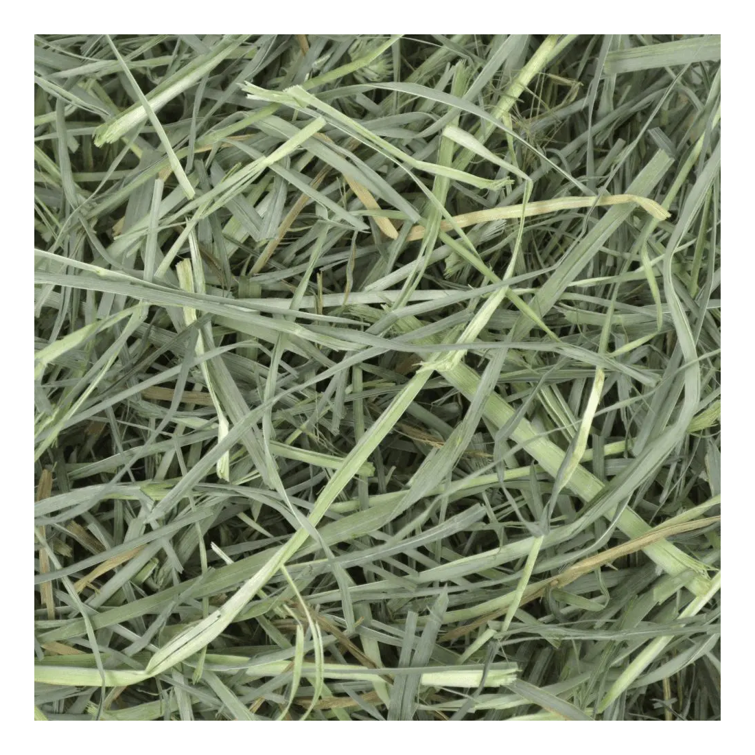 Close-up of green hay strands