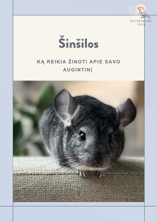 E-gidas: Šinšilos