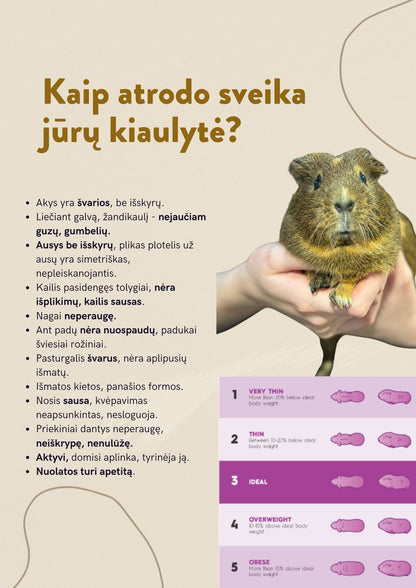 E-gidas: Jūrų Kiaulytės