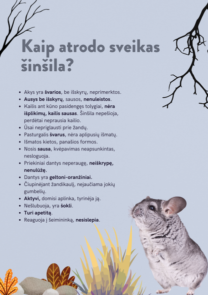E-gidas: Šinšilos