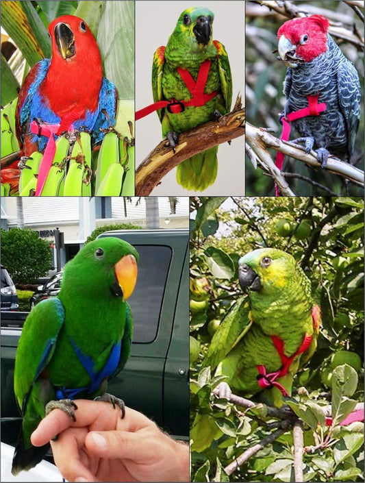 Aviator petnešos - vidutinio dydžio, sidabrinės