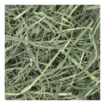 Close-up of green hay strands